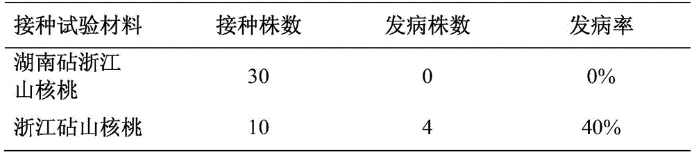 Method for Grafting and Cultivating Anti-dry Rot Disease Hickory Seedlings