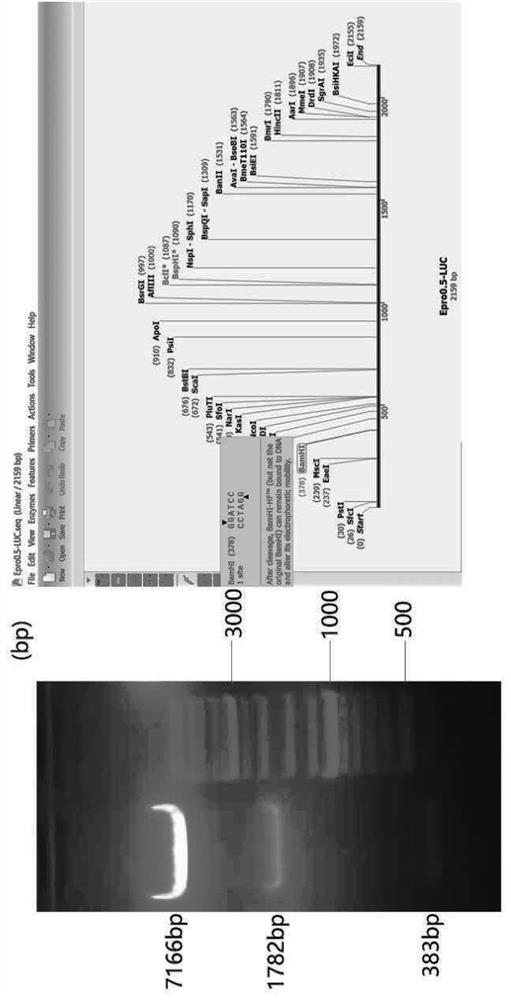 Application of EFTUD2 and Epro-LUC-HepG2 modeling method