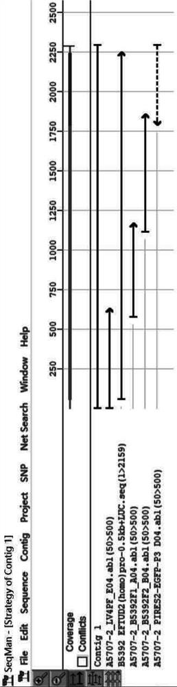 Application of EFTUD2 and Epro-LUC-HepG2 modeling method