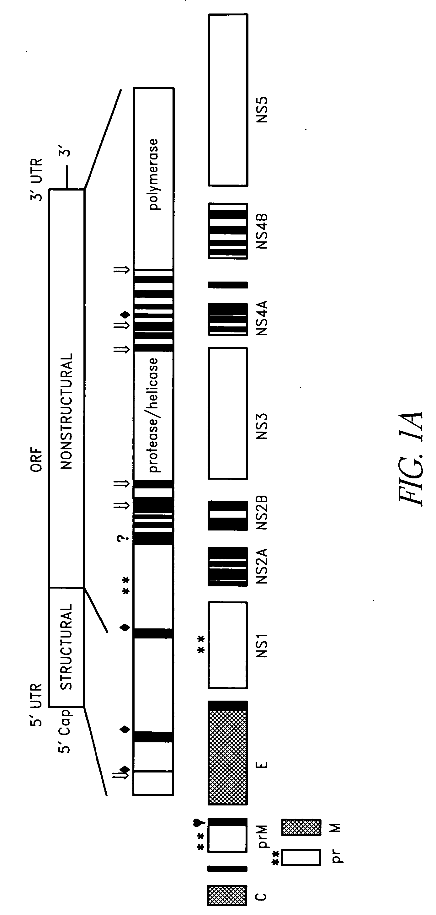 Construction of West Nile virus and dengue virus chimeras for use in a live virus vaccine to prevent disease caused by West Nile virus