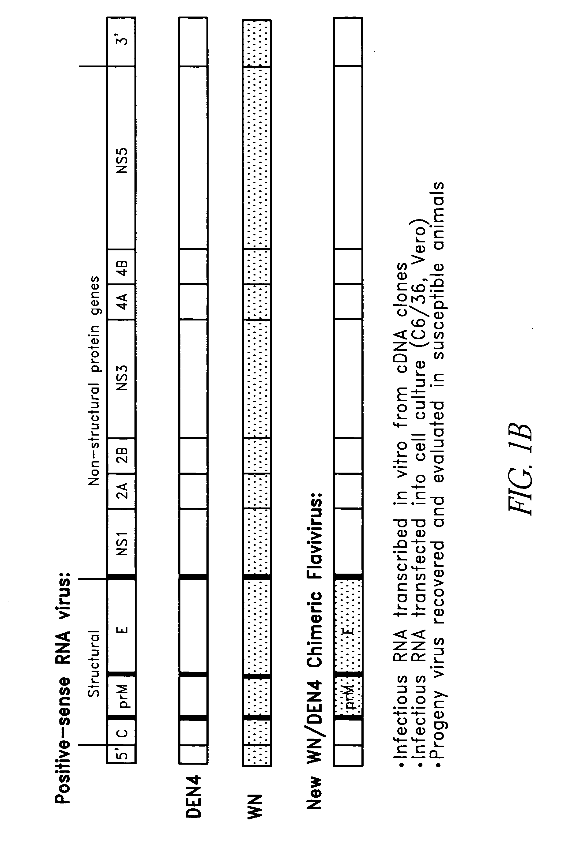 Construction of West Nile virus and dengue virus chimeras for use in a live virus vaccine to prevent disease caused by West Nile virus