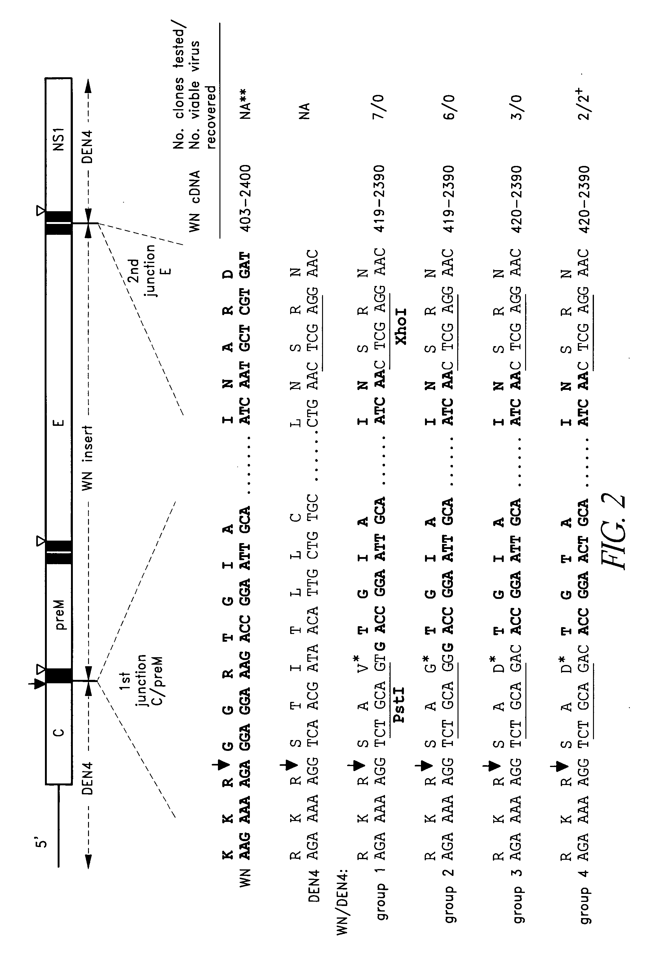 Construction of West Nile virus and dengue virus chimeras for use in a live virus vaccine to prevent disease caused by West Nile virus