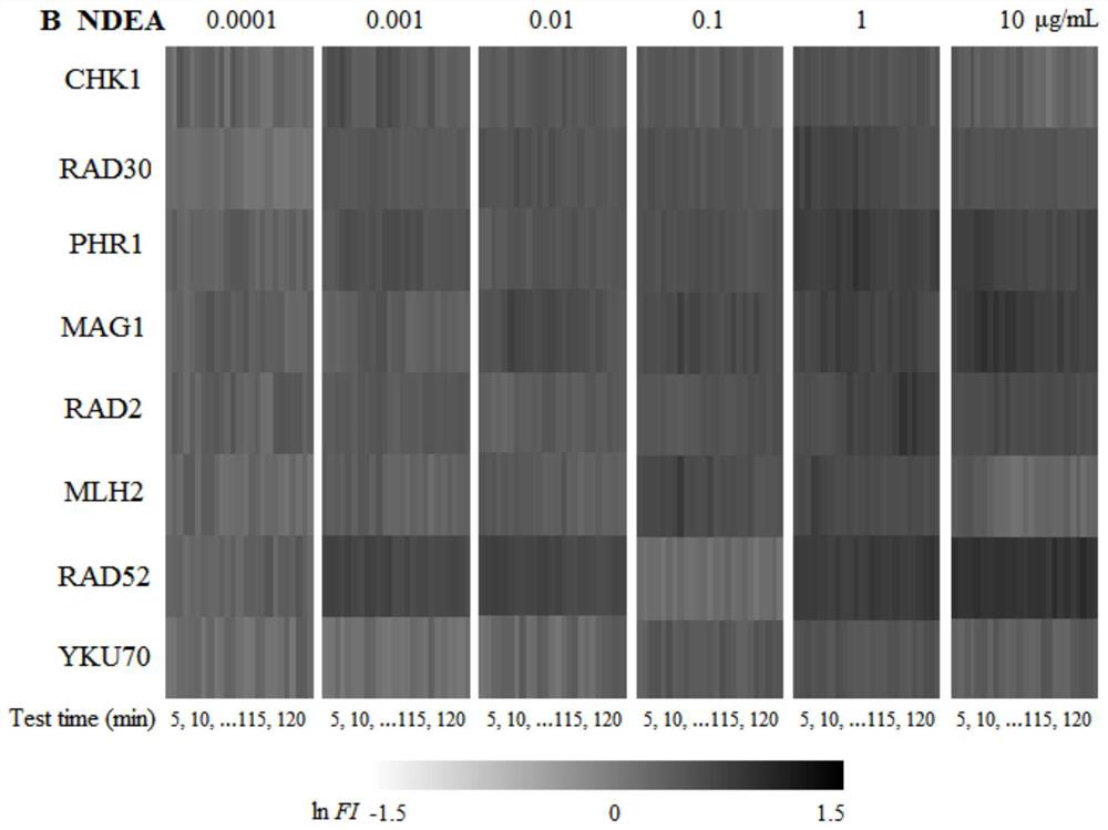 Nitrosamine TD50 prediction method based on fluorescent yeast sensor