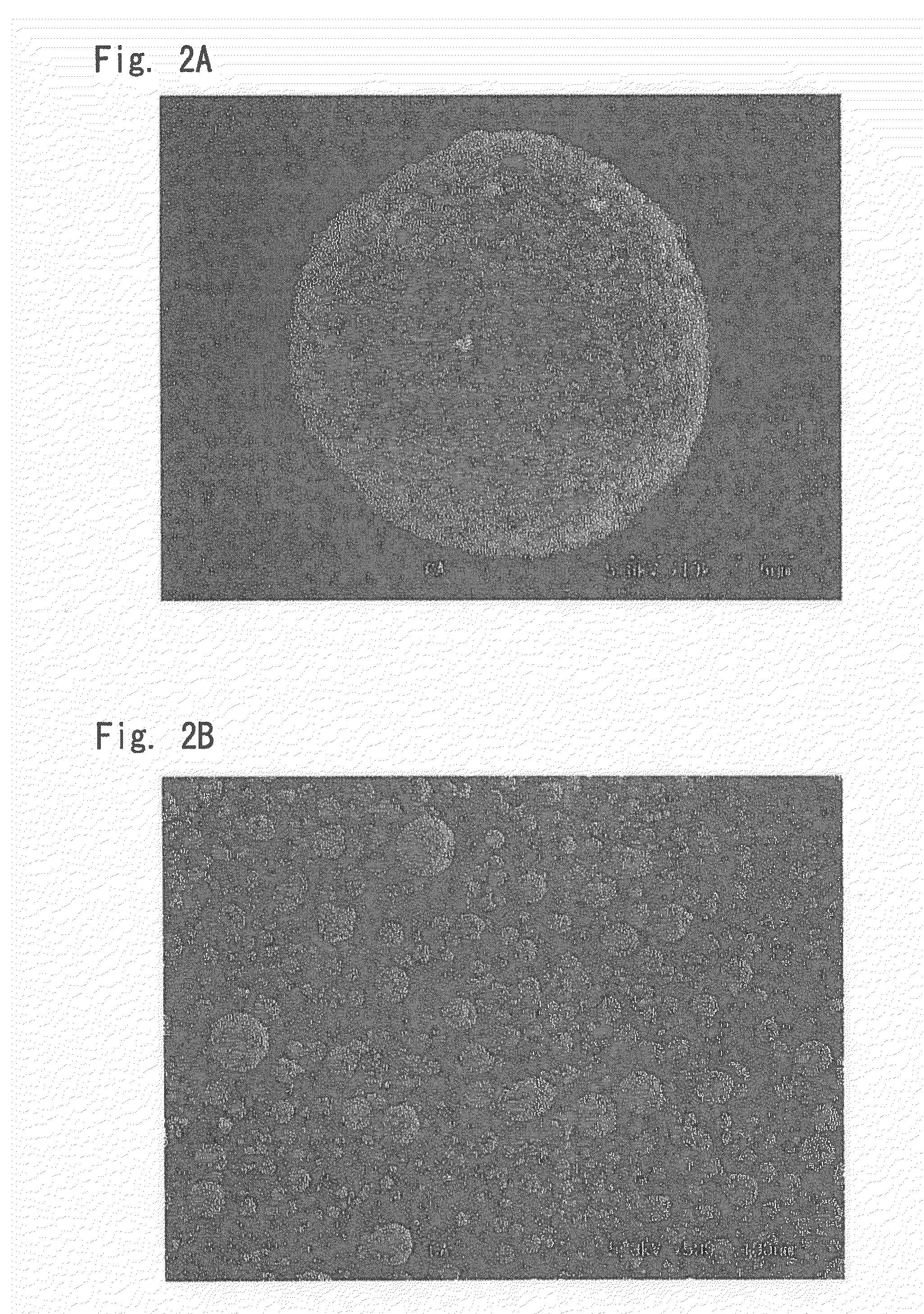 Cell catalyst composition andmanufacturing method thereof, electrode material, and fuel cell