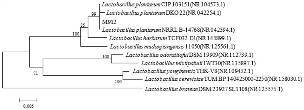 A kind of Saccharomyces cerevisiae and method for improving the production of γ-aminobutyric acid by Saccharomyces cerevisiae