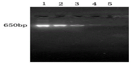 PCR (polymerase chain reaction) detection kit for hacmophilus parasuis