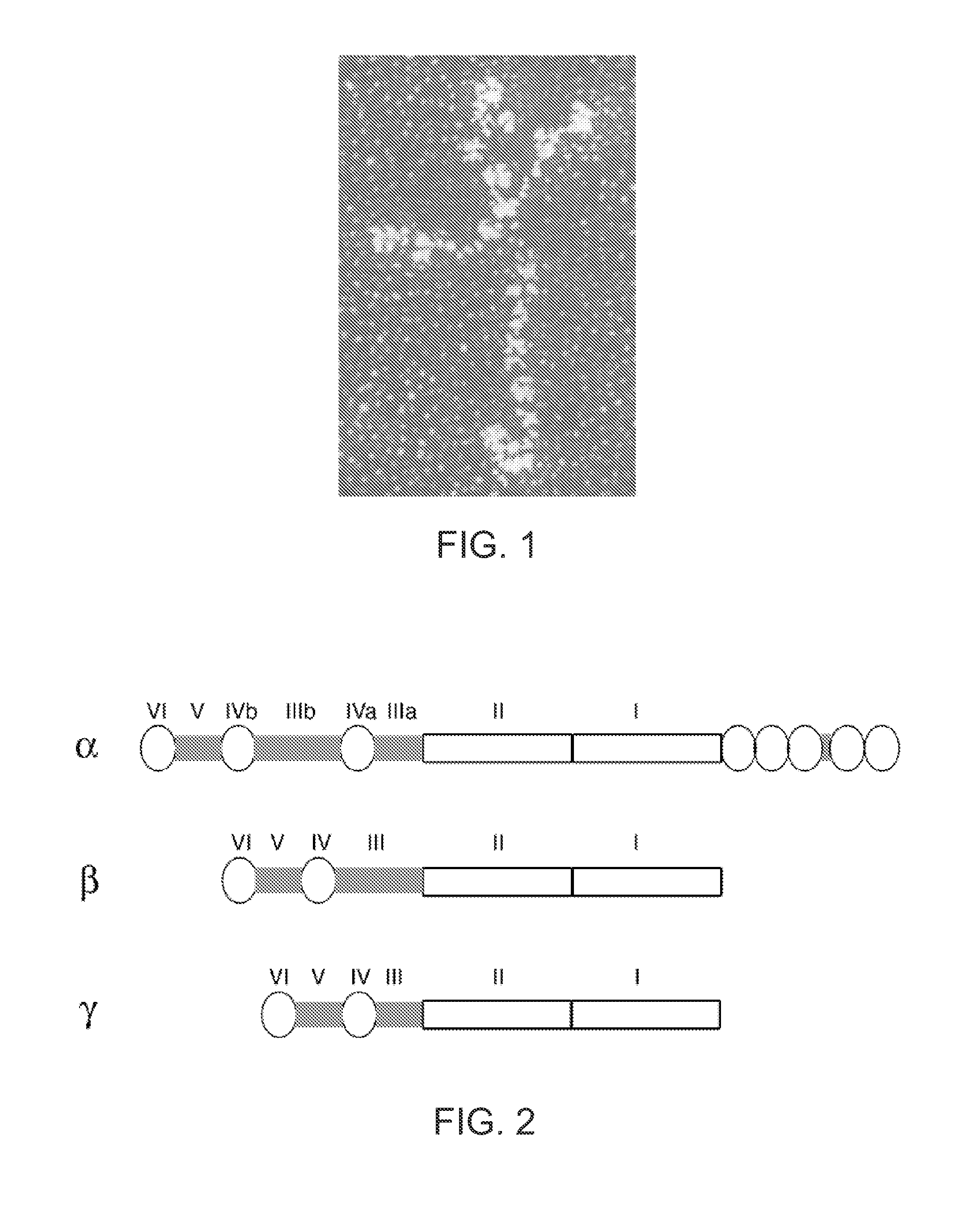 Cell culture substrate comprising a laminin and a cadherin