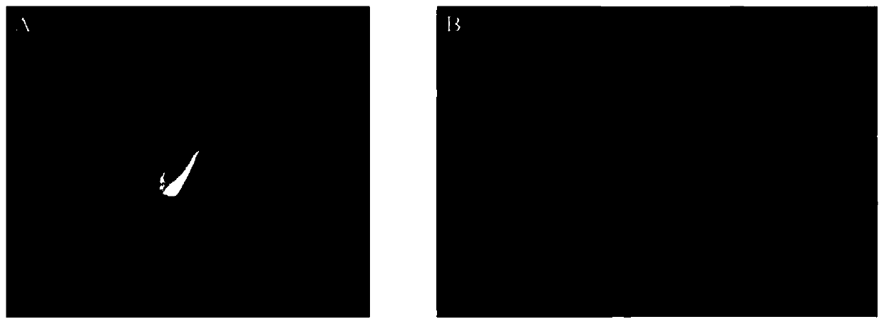 Corn seed vitality determining method based on Ca&lt;2+&gt; flow rate