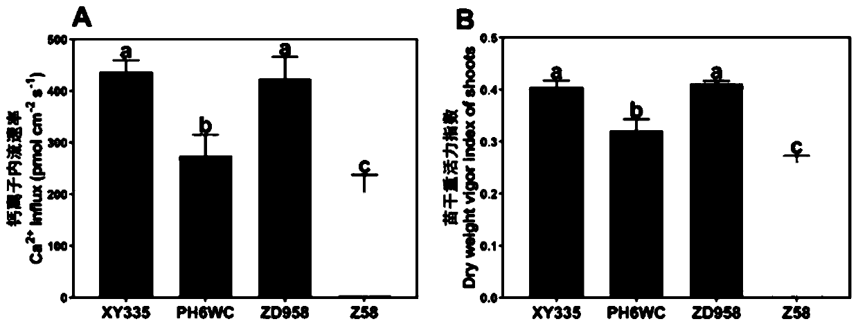 Corn seed vitality determining method based on Ca&lt;2+&gt; flow rate