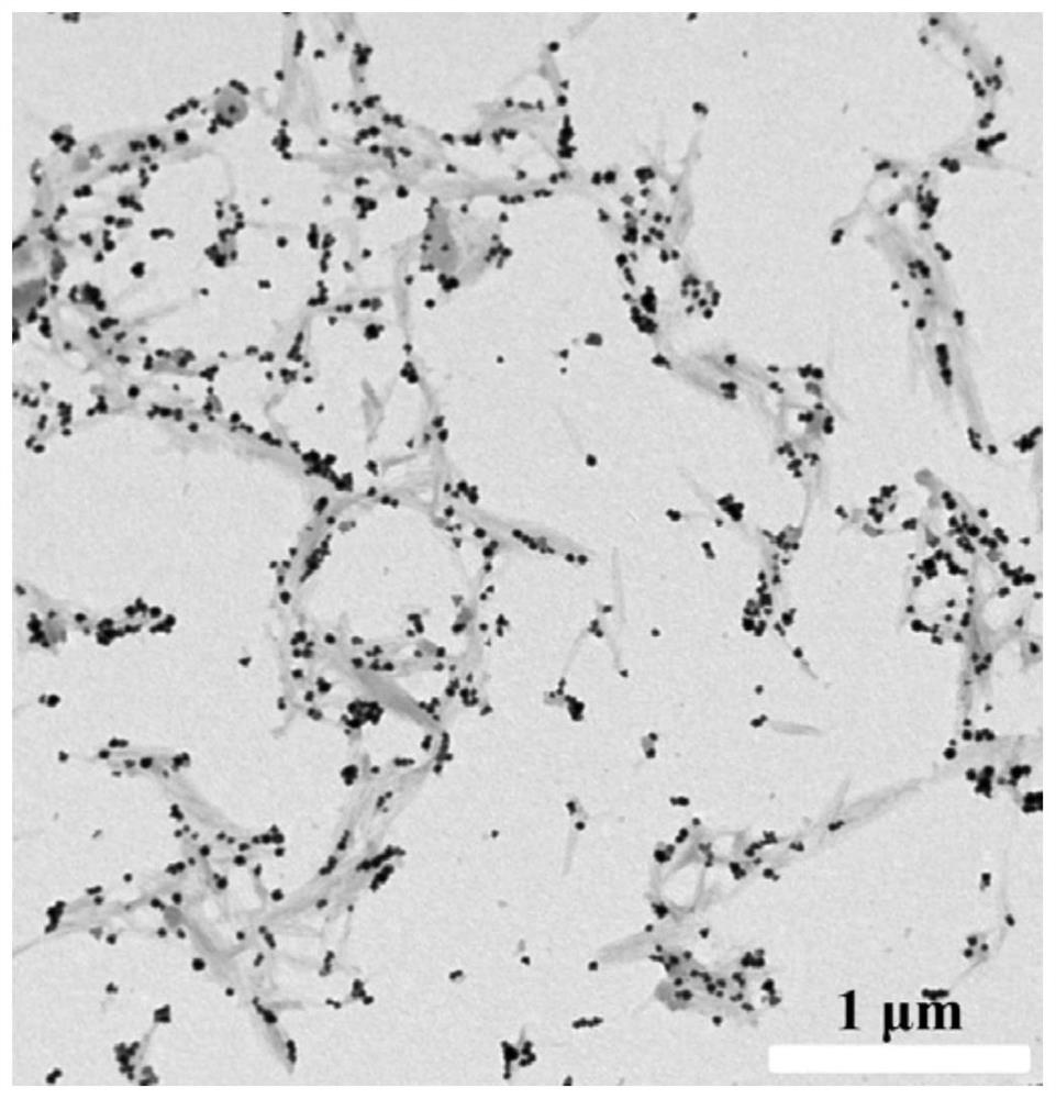 Organic-inorganic hybrid multifunctional biological material based on nanocellulose crystals and preparation method and application thereof