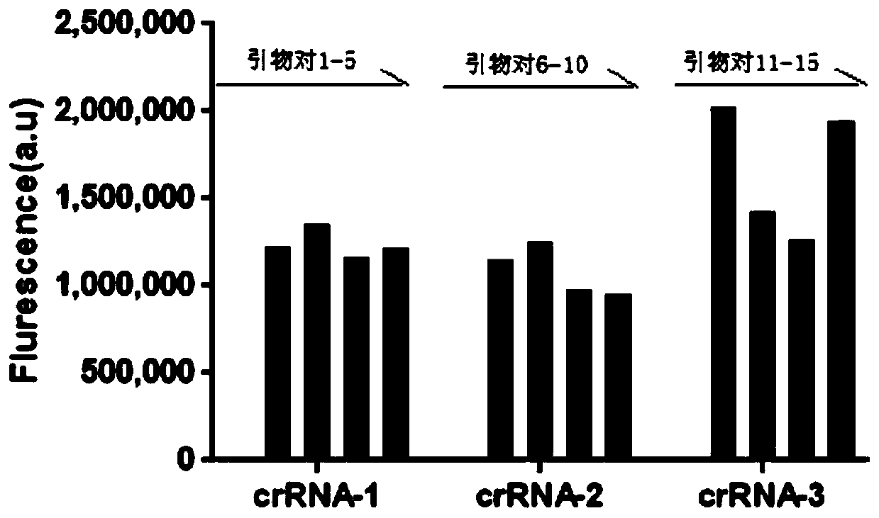 CRISPR detection primer set for MTBC (Mycobacterium Tuberculosis Complex) and use thereof