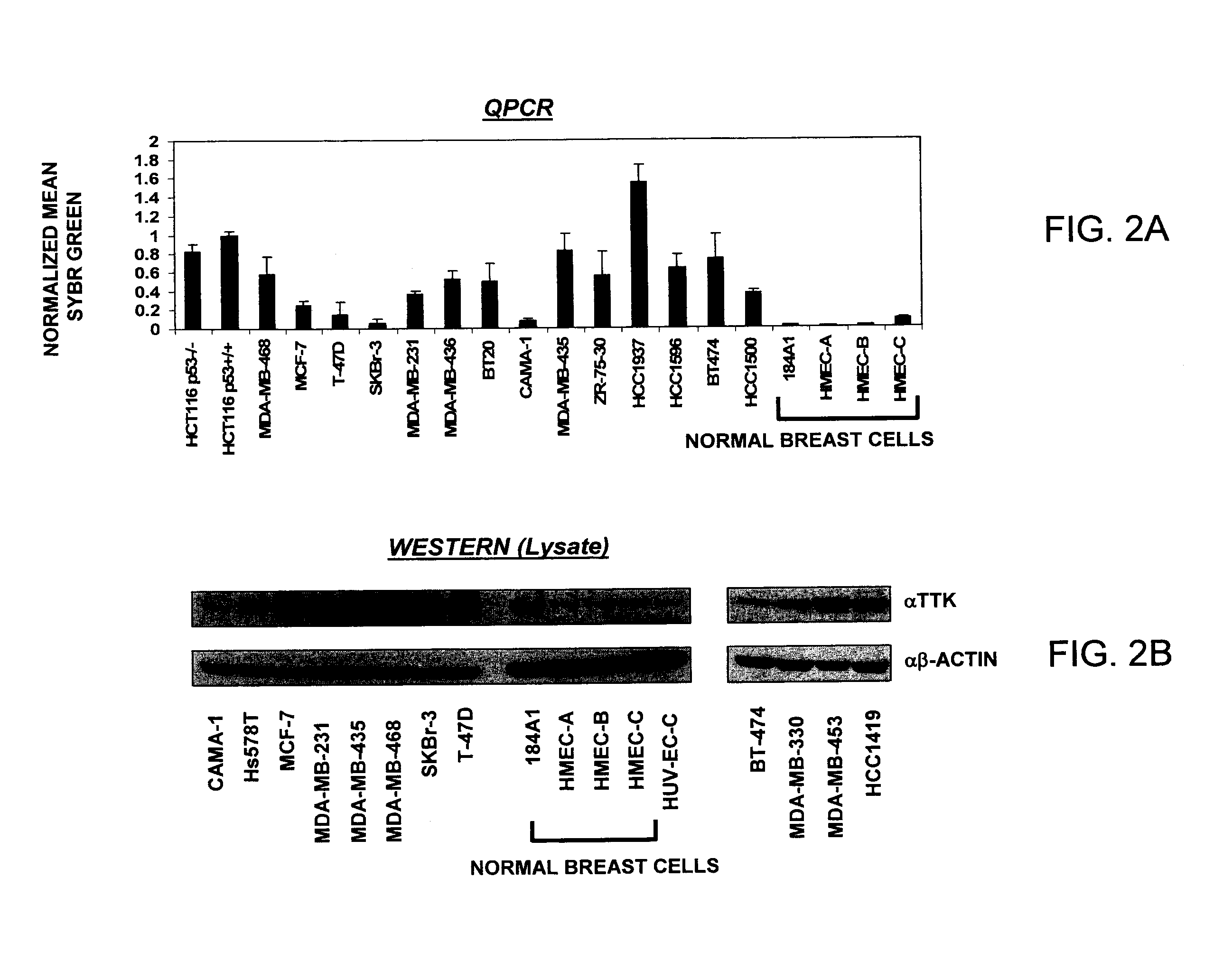 Methods of inhibiting tumor growth using ttk antagonists