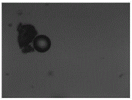 Sulfur particle flocculating agent applicable to iron-based desulfurizing solution