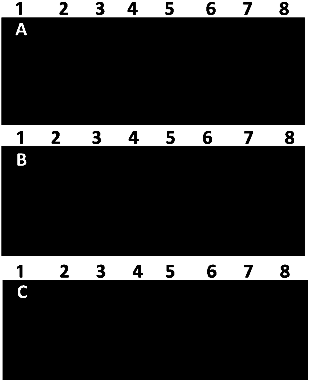 Duplex fluorescent RT-LAMP detection group and kit for visually identifying foot-and-mouth disease virus and Bluetongue virus and application of detection group and kit