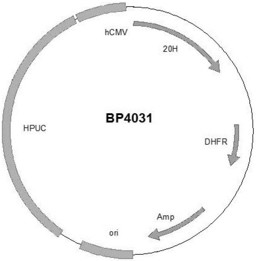 Preparation and application of anti-human PCSK9 (pro-protein convertase subtilisin/kexin 9) antibody