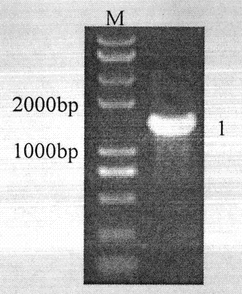 Function identification and application of delta-5 desaturase gene PinD5 of Phytophthora infestans in potato