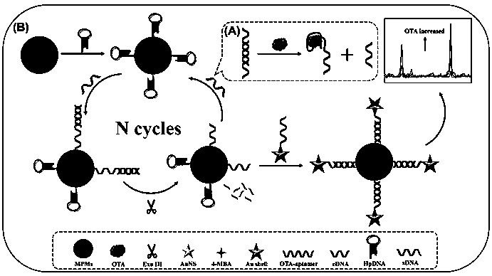 Method for detecting ochratoxin A based on SERS