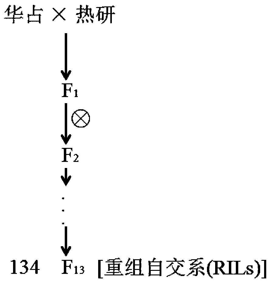 Molecular marker of major QTL, qTLA-9 for regulating angle of tilt of paddy rice leaves, and application thereof