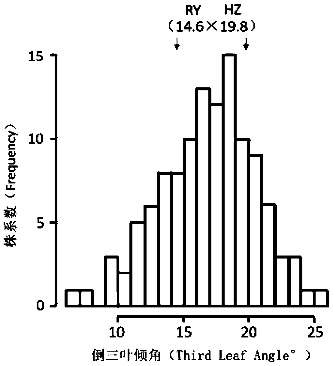 Molecular marker of major QTL, qTLA-9 for regulating angle of tilt of paddy rice leaves, and application thereof