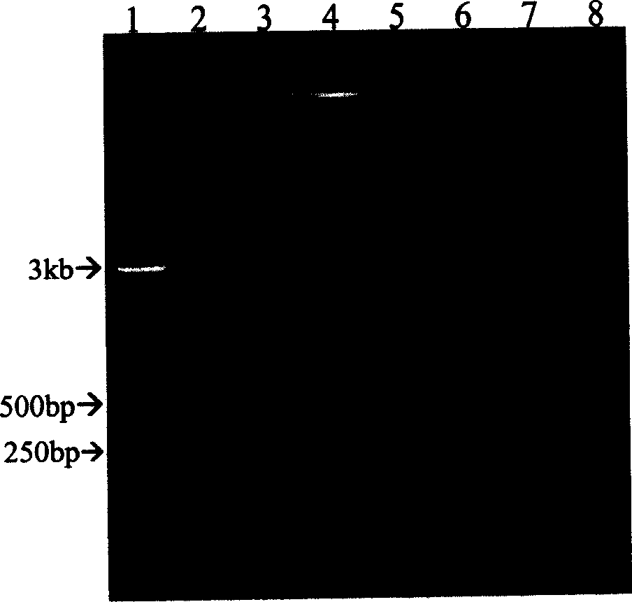 Method for externally amplifying specific ring type or concatemer nucleic acid