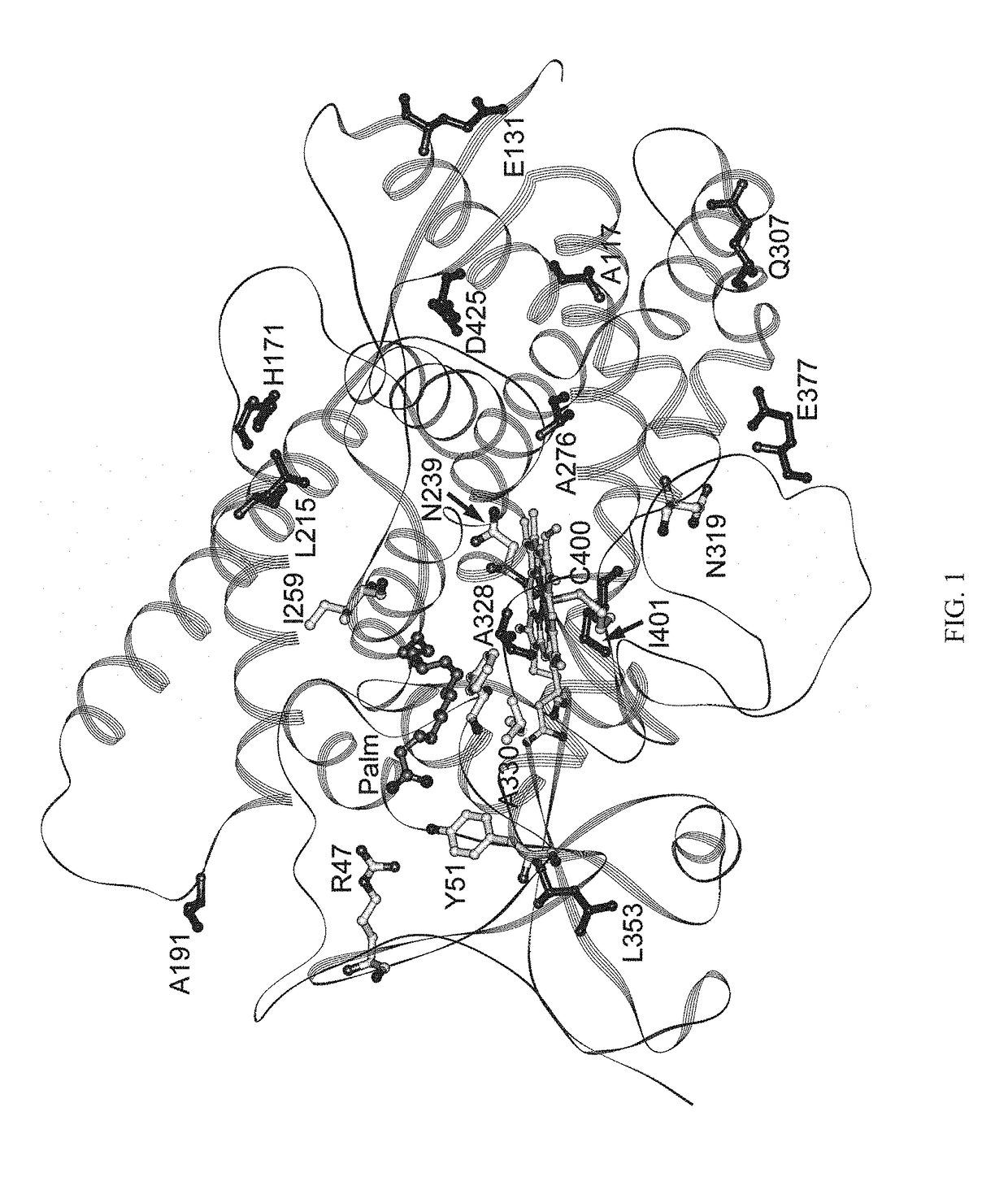 Mutant enzymes