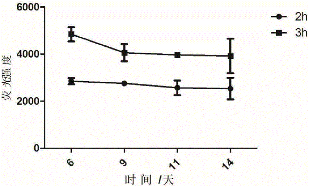 Tandem cell model and preparation method thereof