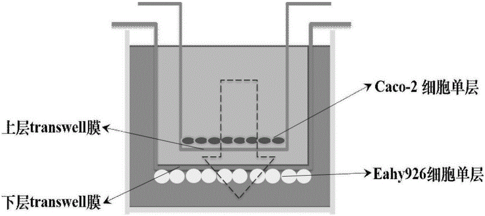 Tandem cell model and preparation method thereof