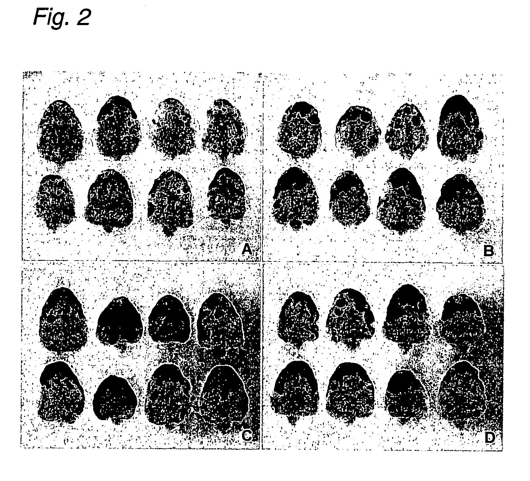 Method of transducing gene into plant material