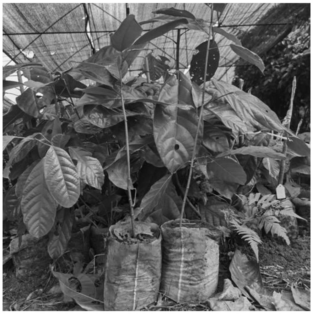 Grafting and seedling raising method for sterculia nobilis plants