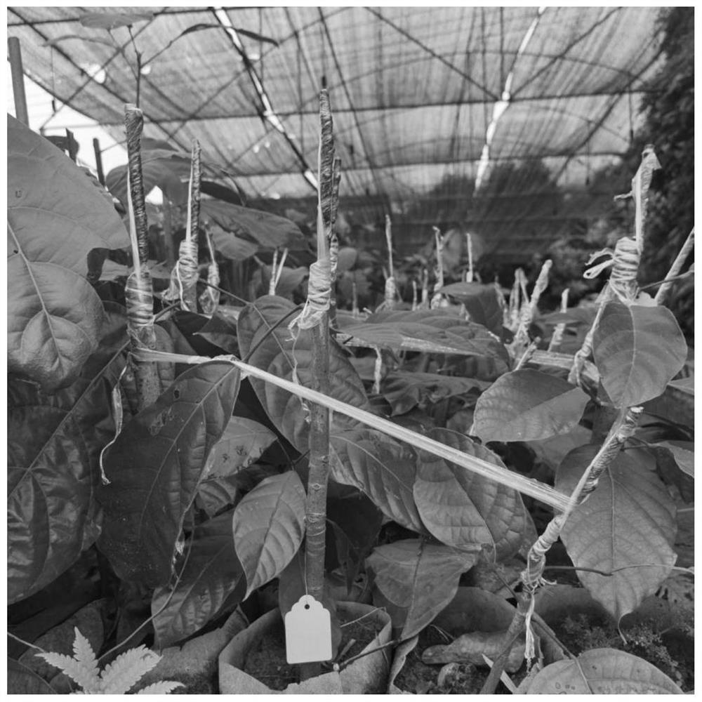 Grafting and seedling raising method for sterculia nobilis plants