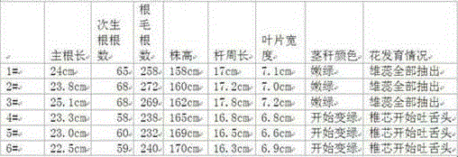 A kind of nitrosulfur-based functional fertilizer