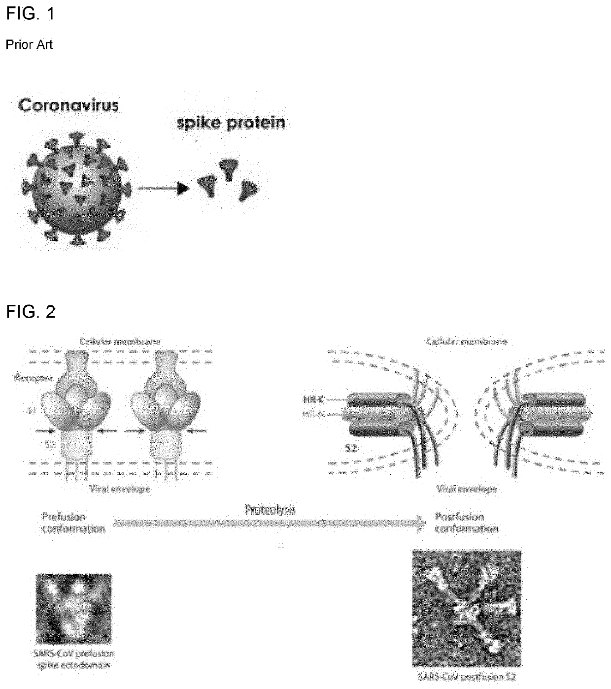 Method for preventing or treating infection of respiratory virus utilizing gold nanoparticles