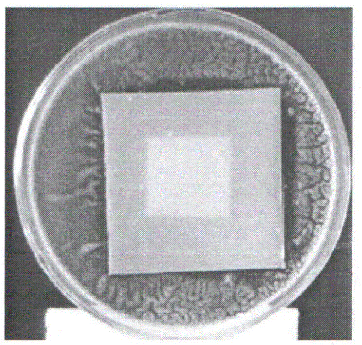 Mildew preventive and application thereof