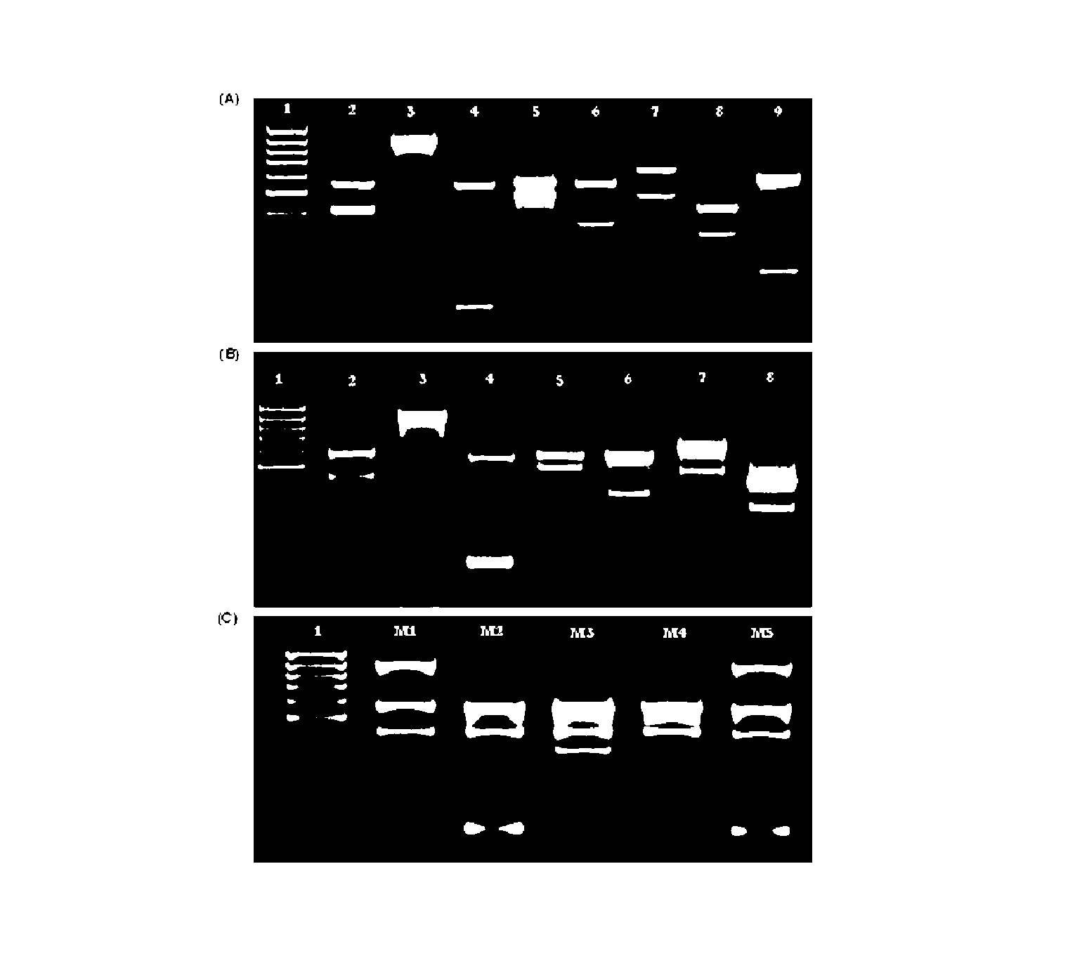 Dna Fragments, Primers, Kits, and Methods for Amplification the Detection and Identification of Clinically Relevant Candida Species