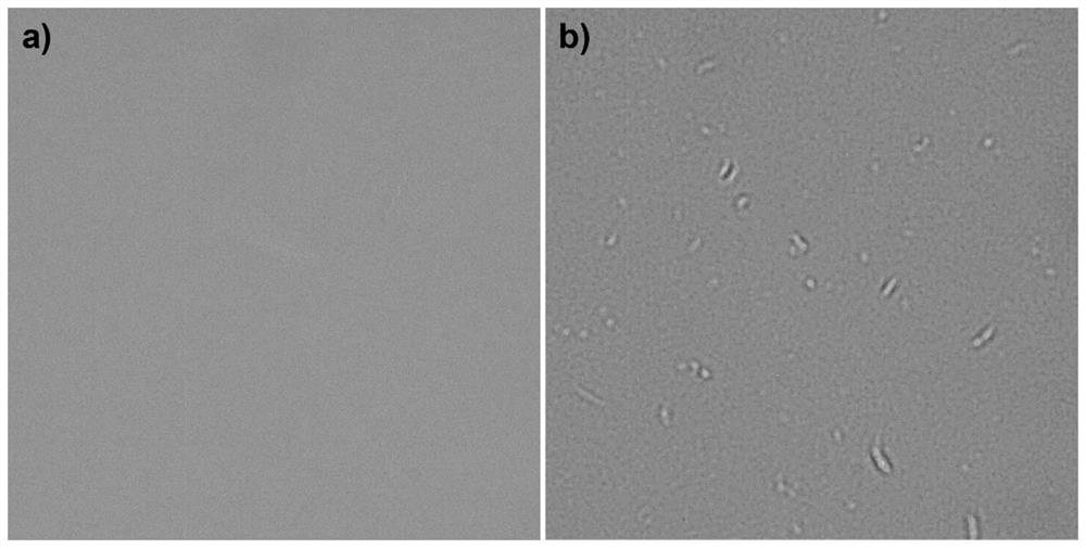 Lip-protecting composition containing novel phytosterol additive, and preparation method for lip-protecting composition