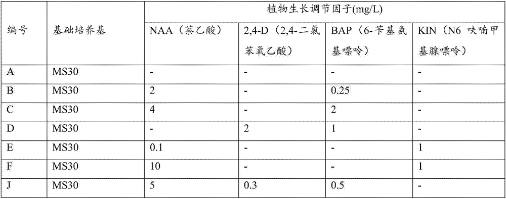 Method used for producing camptothecin and 10-hydroxycamptothecine with camptotheca acuminate suspension cells