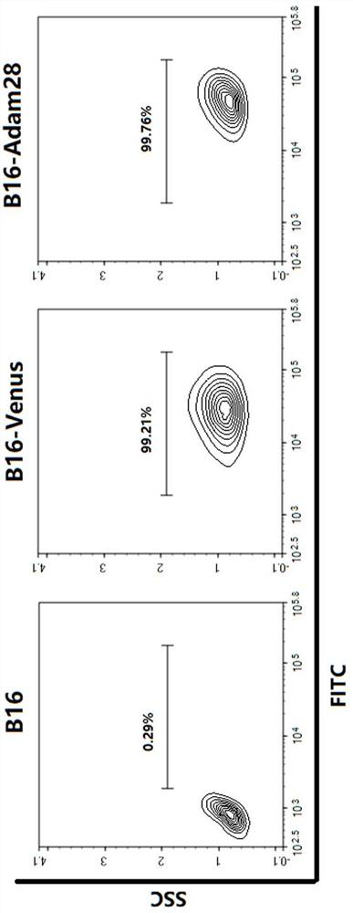 Preparation method and application of melanoma autologous tumor vaccine with high expression of adam-28