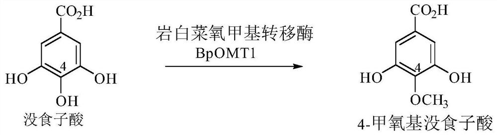 Bergenia oxygen methyl transferase BpOMT1 gene and application thereof in preparation of 4-methoxy gallic acid