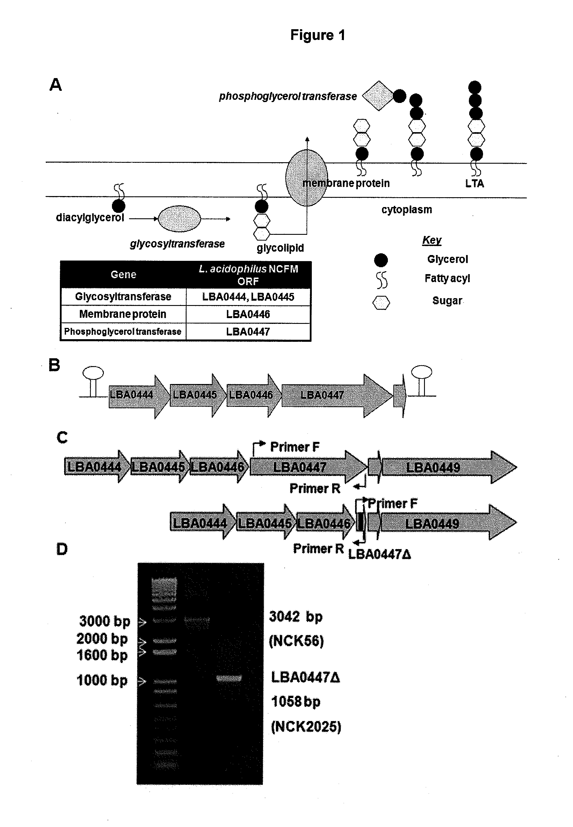 Recombinant lactobacillus with decreased lipoteichoic acid to reduce inflammatory responses