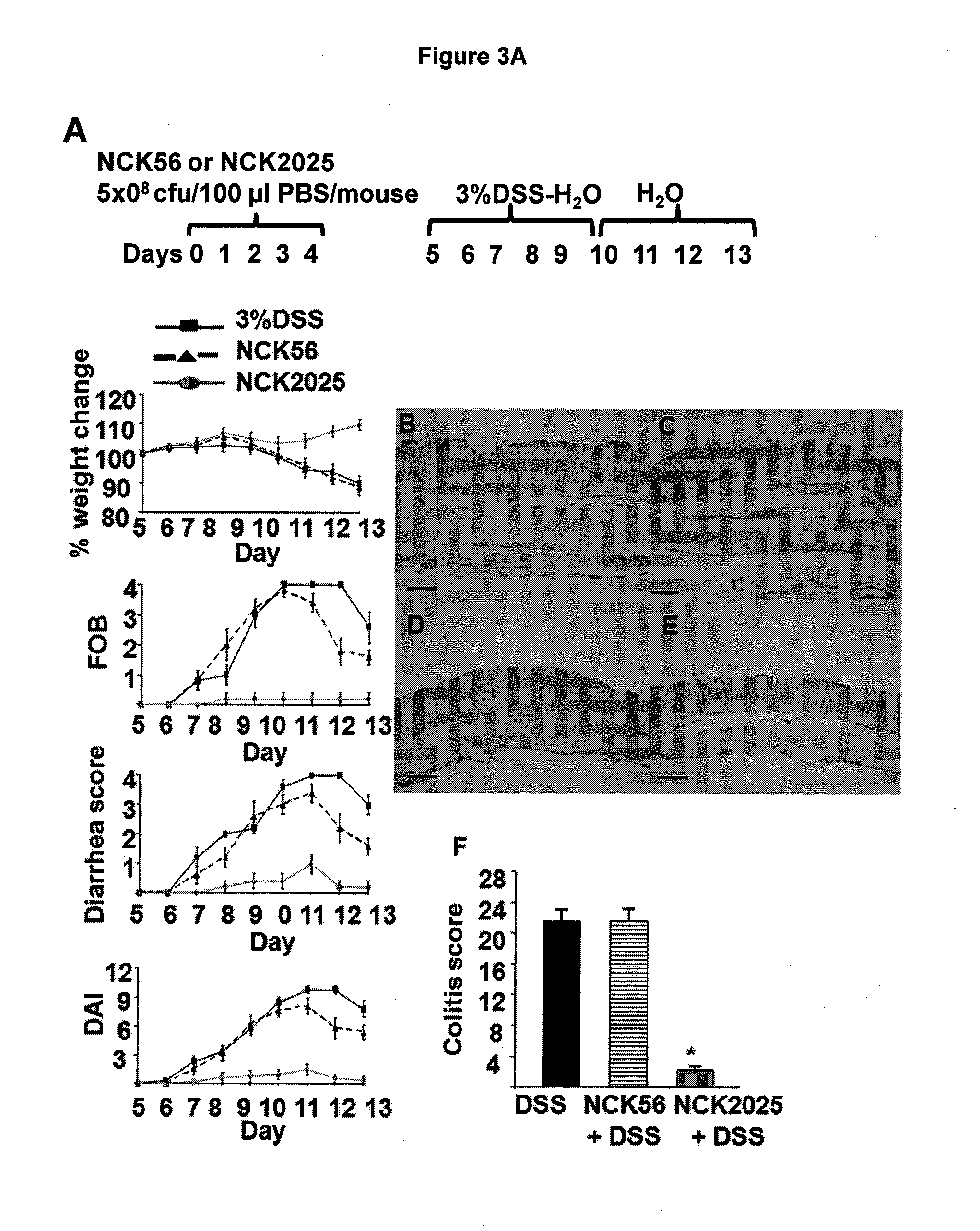 Recombinant lactobacillus with decreased lipoteichoic acid to reduce inflammatory responses