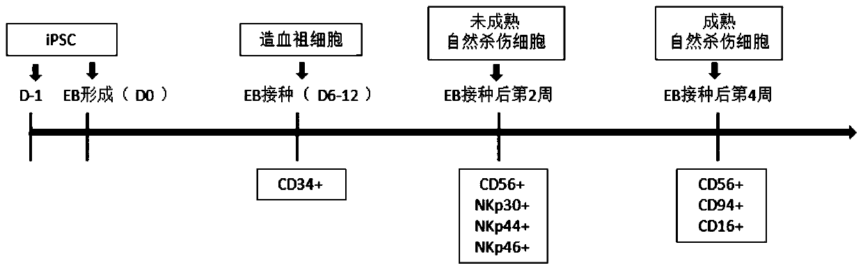 Method for differentiating human pluripotent stem cells into natural killer cells and application