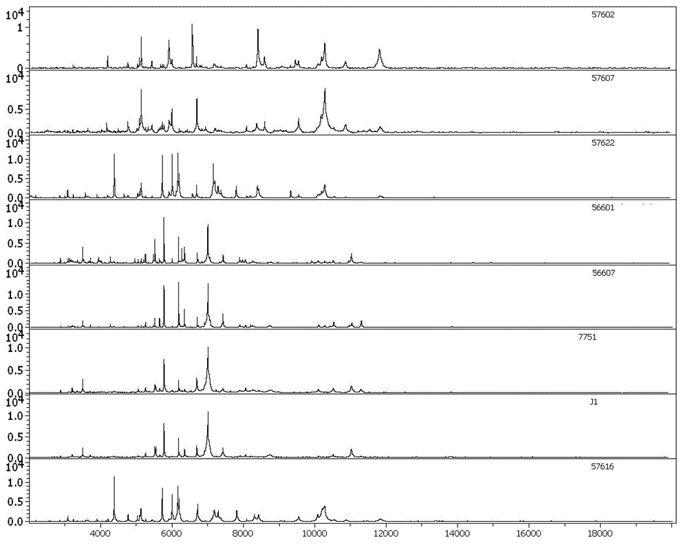 Kit for rapid mass spectrometric detection of leptospira