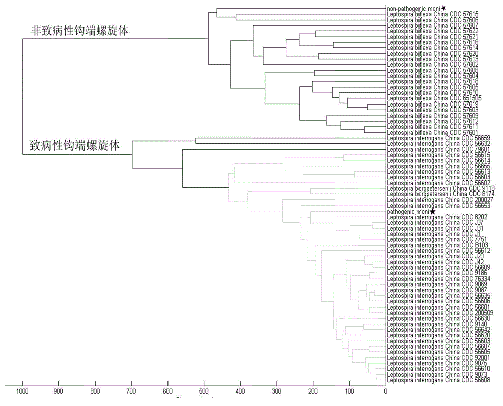 Kit for rapid mass spectrometric detection of leptospira