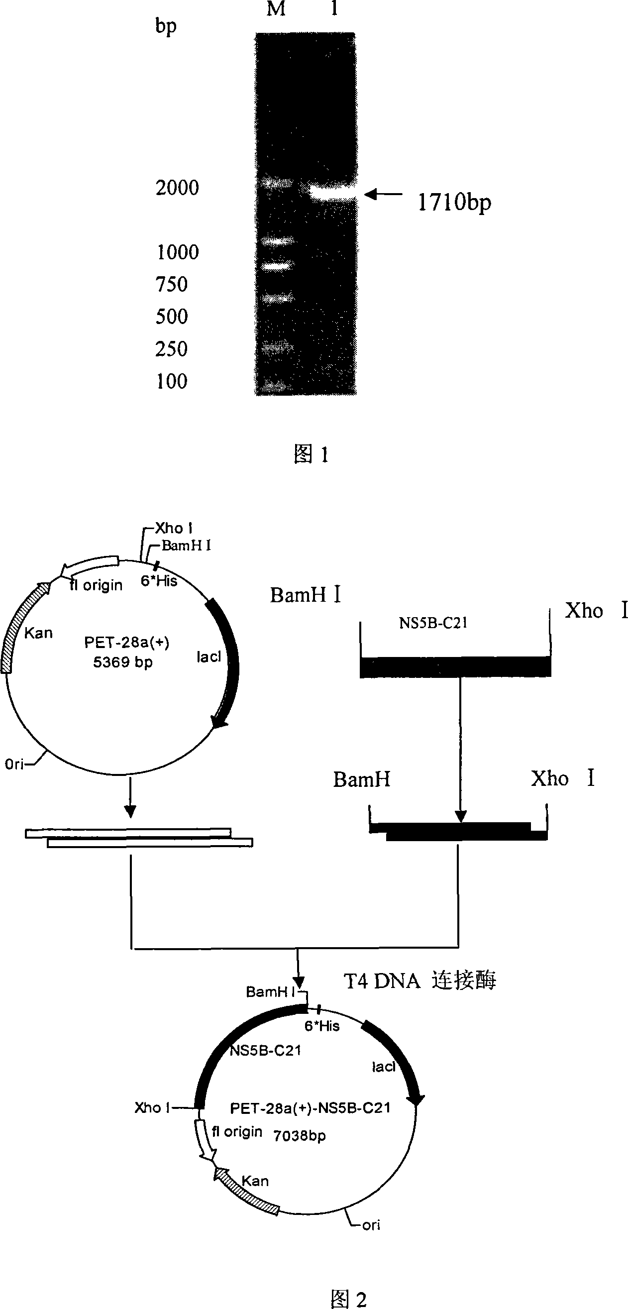 In vitro activity measuring method for hepatitis C virus RNA depending RNA polymerase and application thereof