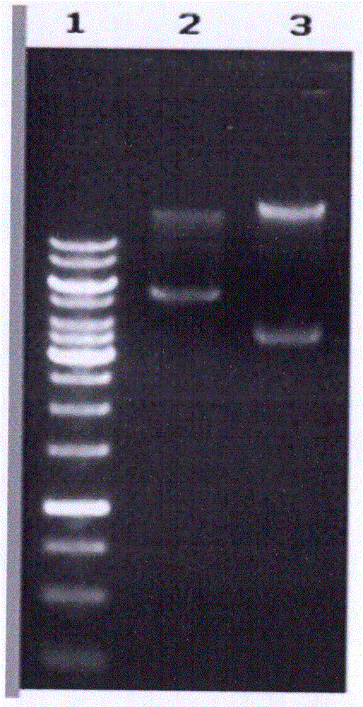 Monocytic leukemia associated antigen MLAA-34 resistant fully human monoclonal single-chain antibody ScFv