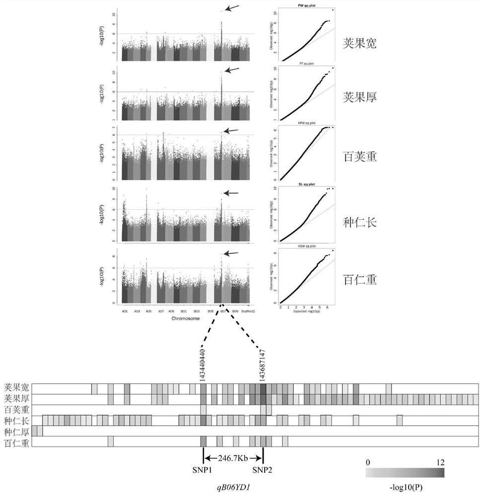 KASP molecular marker for peanut pod and kernel size major QTL and application