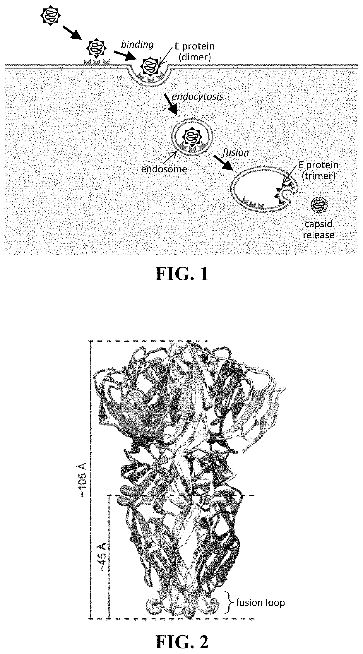 Inhibitors for targeting flaviviruses