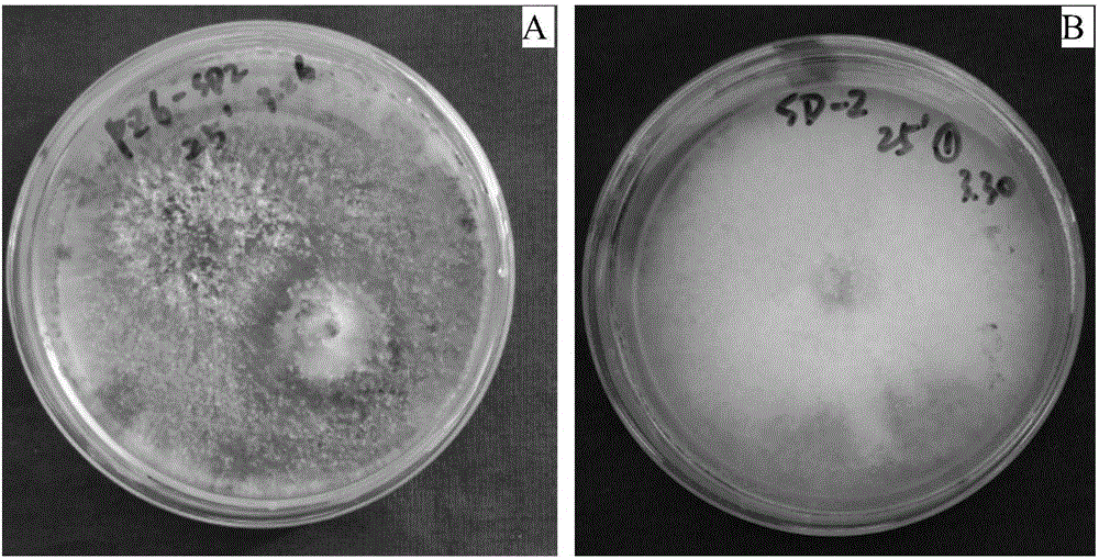 Trichoderma asperellum with antagonistic action on banana wilt and application of Trichoderma asperellum