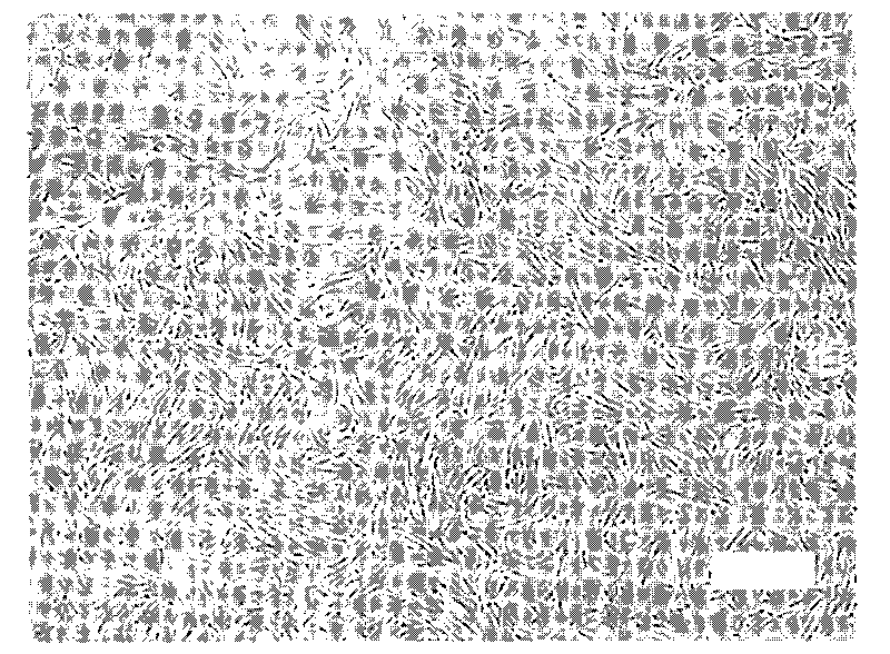 Method for inducing transformation of totipotent stem cells into mesenchymal stem cells