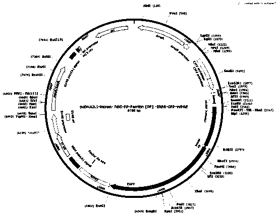 Novel coronavirus S protein two-region subunit nano vaccine based on pyrococcus furiosus ferritin